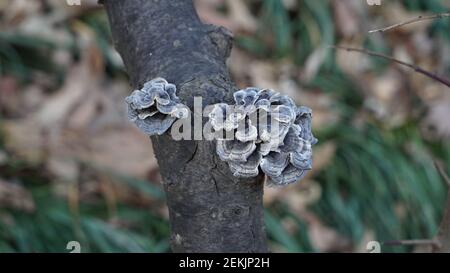 Graue Pilze in Bloom on the Tree Stockfoto