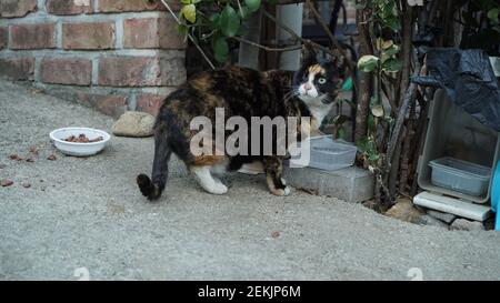 Eine wilde, einäugige Katze kam heraus, um Essen zu essen Stockfoto