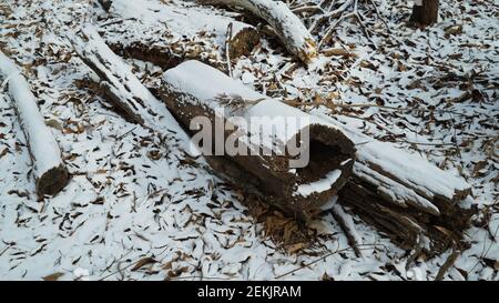 Schnee beschneiende Trümmer im Winterwald Stockfoto