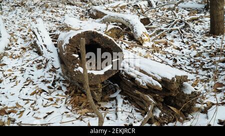 Schnee beschneiende Trümmer im Winterwald Stockfoto