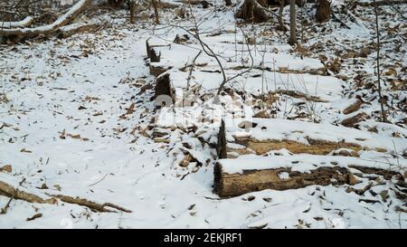 Schnee beschneiende Trümmer im Winterwald Stockfoto