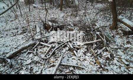 Schnee beschneiende Trümmer im Winterwald Stockfoto