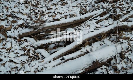 Schnee beschneiende Trümmer im Winterwald Stockfoto