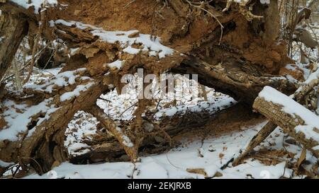 Schnee beschneiende Trümmer im Winterwald Stockfoto