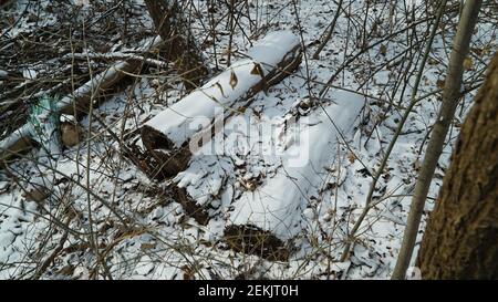 Schnee beschneiende Trümmer im Winterwald Stockfoto