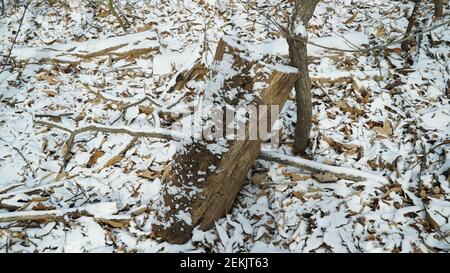 Schnee beschneiende Trümmer im Winterwald Stockfoto