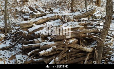 Schnee beschneiende Trümmer im Winterwald Stockfoto