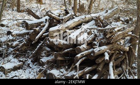 Schnee beschneiende Trümmer im Winterwald Stockfoto