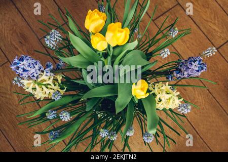 Bouquet von Frühlingsblumen. Gelbe Tulpen, Hyazinthen, blaue Muscari wachsen im Topf. Dekoration für den Urlaub. Draufsicht Stockfoto