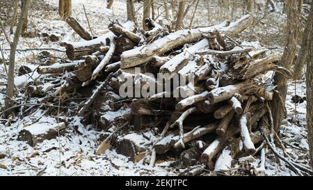 Schnee beschneiende Trümmer im Winterwald Stockfoto