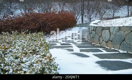 Schneebedeckter Gehweg mit kleinen roten Bäumen im Winter Park Stockfoto