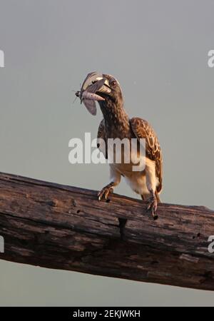 African Grey Hornbill (Tockus nasutus nasutus) Männchen auf Log mit Convolvulus Haw-Motte (Agrius convolvuli) in Bill Tsavo West NP, Kenia N Stockfoto