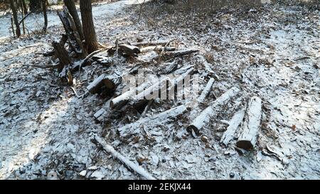 Schnee beschneiende Trümmer im Winterwald Stockfoto