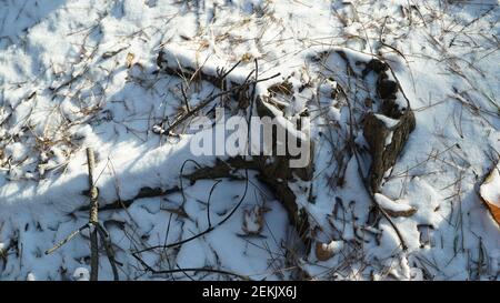 Schnee beschneiende Trümmer im Winterwald Stockfoto