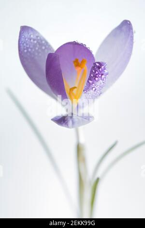High-key Nahaufnahme von lila Crocus blühenden im Schnee - Tröpfchen Auf Blütenblättern Stockfoto