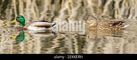 Männliche und weibliche Mallard Ducks Schwimmen im See mit Wasser Grashintergrund Stockfoto