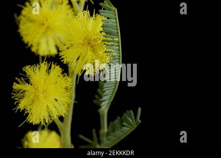 Silver Wattle, Mimose isoliert auf schwarzem Hintergrund. Stockfoto