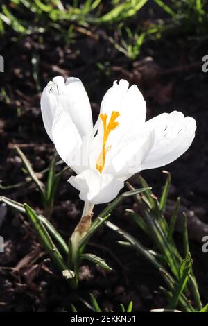 Crocus vernus ‘Jeanne d’Arc’ Crocus Joan of Arc – große, reinweiße, schalenförmige Blume, Februar, England, Großbritannien Stockfoto