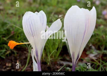 Crocus vernus ‘Jeanne d’Arc’ Crocus Joan of Arc – große, reinweiße, schalenförmige Blume, Februar, England, Großbritannien Stockfoto