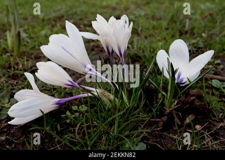 Crocus vernus ‘Jeanne d’Arc’ Crocus Joan of Arc – große, reinweiße, schalenförmige Blume, Februar, England, Großbritannien Stockfoto