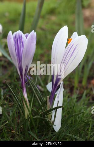 Crocus Pickwick und Crocus Jeanne d’Arc Purple gestreifte Krokus und weiße Krokus, Februar, England, Großbritannien Stockfoto