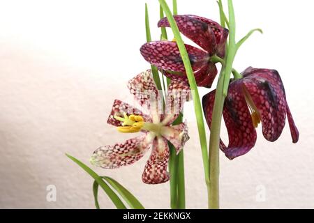 Fritillaria meleagris Schlangenkopf-Fritillary – karierte lila und weiße glockenförmige hängende Blüten, Februar, England, Großbritannien Stockfoto