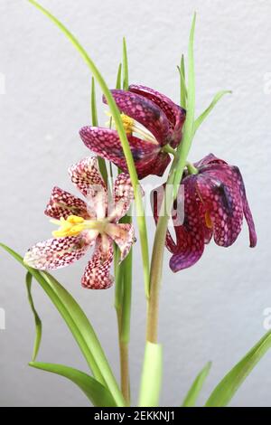 Fritillaria meleagris Schlangenkopf-Fritillary – karierte lila und weiße glockenförmige hängende Blüten, Februar, England, Großbritannien Stockfoto