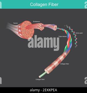 Kollagenfaser. Illustration für kommerzielle über das Kollagenmolekül und Aminosäure, die Gewebe und Muskeln des Menschen beeinflussen. Stock Vektor