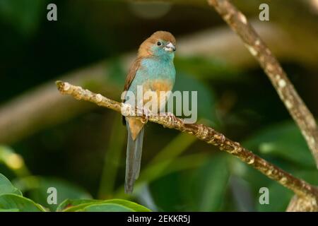 Weibchen Rotwulstiger Cordon-bleu (Uraeginthus bengalus) Stockfoto