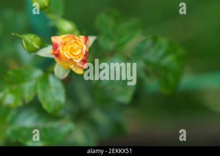 Nahaufnahme weicher Fokus einer schönen orangefarbenen einsamen Blume auf einem grünen Busch. Gelbe Blumen Rosa Goldene Feier. Muttertag, Frauentag Konzept. Stockfoto