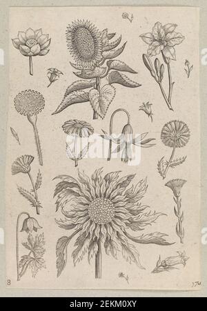 Adriaen Collaert (1561-1618); Philips Galle (1537-1612); , zwei Sonnenblumen, 1587-1589 Stockfoto