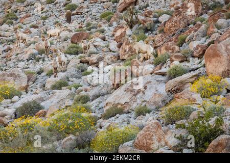Anza-Borrego Desert State Park: Acht männliche Wüste Dickhornschafe mischen sich in auf einem felsigen Hügel im Frühjahr Stockfoto