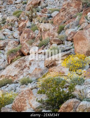 Anza-Borrego Desert State Park: Drei männliche Wüste Dickhornschafe mischen sich in auf einem felsigen Hügel im Frühjahr Stockfoto