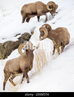 Yellowstone National Park, Wyoming: Drei Bighorn-Rams (Ovis canadensis), die im Winter auf Gräsern fressen Stockfoto