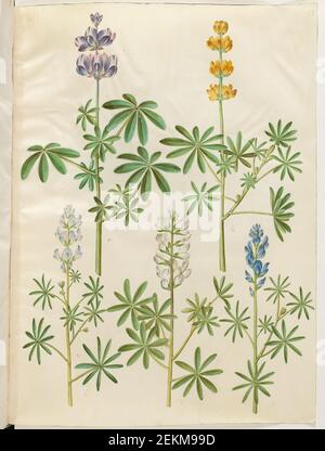 Hans Simon Holtzbecker (1620-1671); Maria Sibylla Merian (1647-1717), Lupinus pilosus (Blaa Lupin); Lupinus Luteus (gelbe Lupine); Lupinus angustifolius (schmale Blattlupine); Lupinus Albus (Weiße Lupine), 1649-1659 Stockfoto