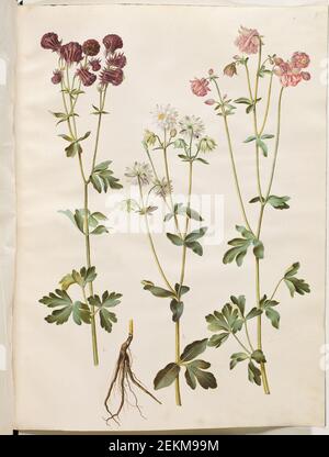 Hans Simon Holtzbecker (1620-1671); Maria Sibylla Merian (1647-1717), Aquilegia Vulgaris (Gemeinsamer Mannschaftsleiter), 1649-1659 Stockfoto