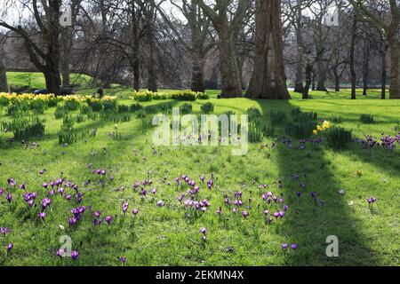 Narzissen und Krokusse unter den Bäumen des Hyde Park in der Wintersonne, im Zentrum von London, Großbritannien Stockfoto