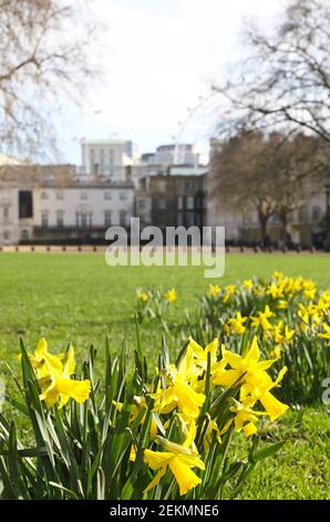 Narzissen in der Wintersonne am Rande des Hyde Park, mit Horseguards Parade und dem London Eye Beyond, Großbritannien Stockfoto