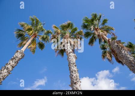Blick von unten auf einige schöne Palmen Stockfoto
