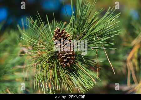 Nahaufnahme der Ast Spitze der österreichischen Kiefer, Pinus nigra, mit zwei Kiefernzapfen. USA. Stockfoto