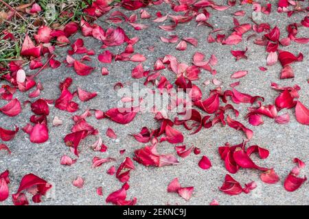 Gefallene rote Herbstblätter von Burning Bush, Eunymus alatus. USA. Stockfoto