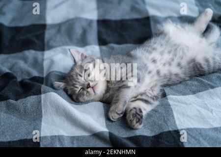 Schöne kleine graue tabby Katze schläft süß auf karierten Decke auf Bett zu Hause. Kätzchen der Scottish Straight Rasse liegt auf dem Rücken mit ausgestreckter Pfote Stockfoto