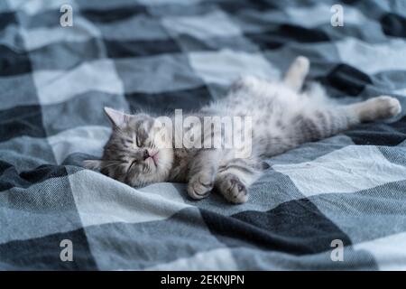 Kleine reinrassige schottische gerade Kätzchen liegt auf dem Rücken auf karierten Decke auf dem Tbed und schläft niedlich. Entzückendes kleines Haustier. Süßes Kind Tier. Tabby Scottish Stockfoto