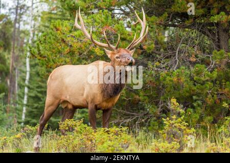 Bullenelch (Cervus canadensis) (Wapiti) mit großem Geweih, der während der Rut-Saison im Herbst in den kanadischen Rockies einen Kuhelch nennt Stockfoto