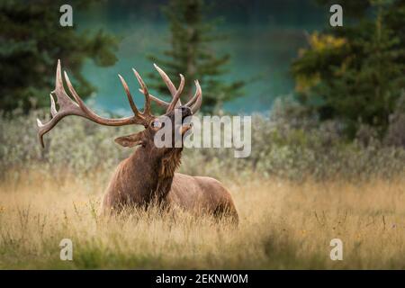 Bulle Elch (Cervus canadensis) (Wapiti) mit großem Geweih, liegend und ruht auf dem Gras, während der Furniersaison im Herbst Kuhelche rufen Stockfoto