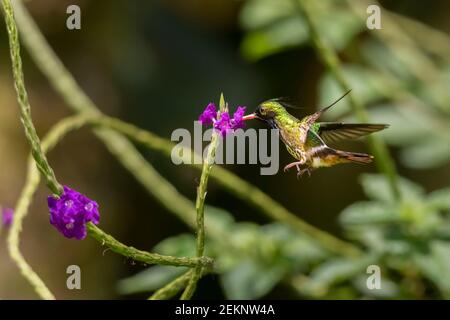 Schwarze Haubenkokette (Lophornis helenae) Männlicher Kolibri, der über einer purpurnen Verbene schwebt und Nektar trinkt Der Regenwald Stockfoto