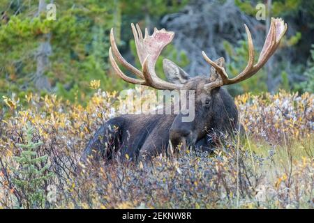 Bullmoose (Alces Alces) mit großen Geweihen, die sich auf hohem Gras niederlegen und während der Herbstausweihzeit in den kanadischen Rockies ruhen Stockfoto