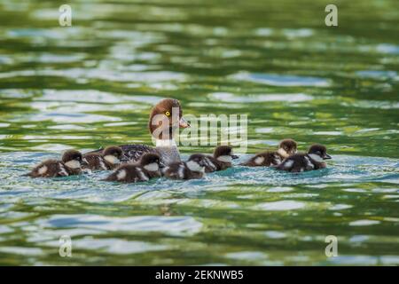 Familie von acht Gemeinen Goldeneye (Bucephala clangula) Enten in einem Teich im Frühjahr. Sieben Entchen schwimmen in der Nähe ihrer Mutter. Stockfoto