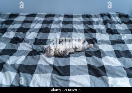 Kleine reinrassige schottische gerade Kätzchen liegt auf dem Rücken auf karierten Decke auf dem Tbed und schläft niedlich. Entzückendes kleines Haustier. Süßes Kind Tier. Tabby Scottish Stockfoto