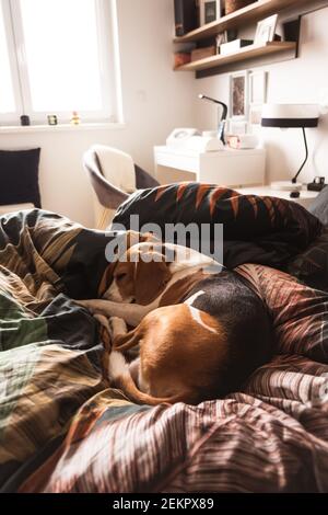 Ein Beagle Erwachsener Hund schlafen auf einem gemütlichen Bett. Hund Hintergrund. Stockfoto